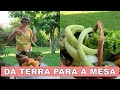 PORTUGUESA NO CAMPO COLHEITA NA HORTA PEPINOS GIGANTES Vidanocampo Simpleliving