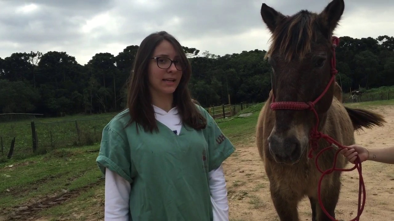 EXAME NEUROLÓGICO EM EQUINOS