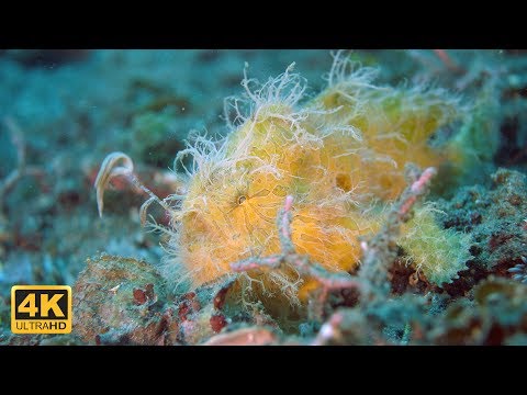 Lembeh Strait: Paradies der Mini Monster (4K DOKU 2017)
