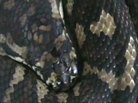 YouTube Video bAY4hQA_MDk