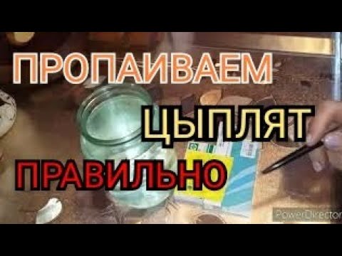 Самая Надёжная Пропойка для Покупных Цыплят//Антибиотики для Цыплят!?//Пропойка по Золотухину Н.И.