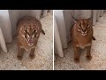 Angry Caracal Adorably Flops His Ears Shorts