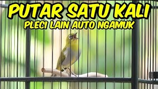Download lagu PLECI BUXTO GACOR🔥PANCINGAN PLECI MALAS BUNYI‼️PANCINGAN PLECI BAHAN,PANCINGAN PLECI GACOR mp3 Download lagu PLECI BUXTO GACOR🔥PANCINGAN PLECI MALAS BUNYI‼️PANCINGAN PLECI BAHAN,PANCINGAN PLECI GACOR mp3