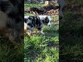 Australian Shepherd dogs for sale: Diego - Video 1