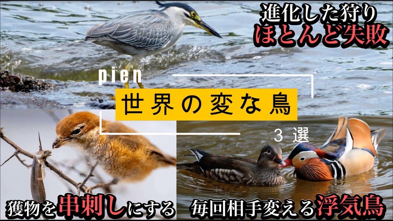 世界の鳥はなんかおかしい「魚舐めまくる狩りするササゴイ」「食わずに串刺しモズ」「全然おしどり夫婦ではないオシドリ」