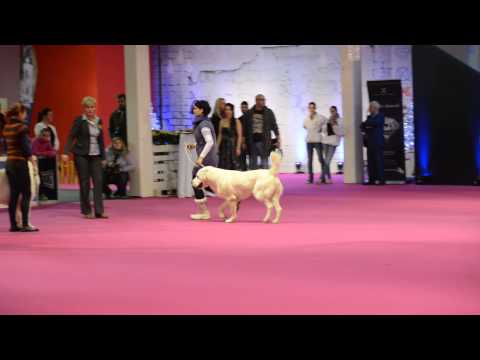 ATTILA  - 13 month by " A " litter TISAO ( NAZIR x AMIKI )DSC 6246