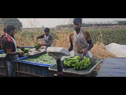 LGK Agro Farms Export Import Pvt Ltd Video