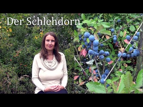 Der Schlehdorn und seine Heilkräfte