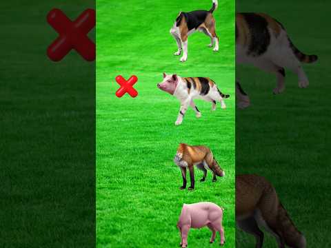 Dog 🐕Cat🐈Fox🦊Pig 🐖 #jcbjcb #cartoon Cocokkan Kue Selaikon⁉️#shorts #animation #cartoon #funny #viral