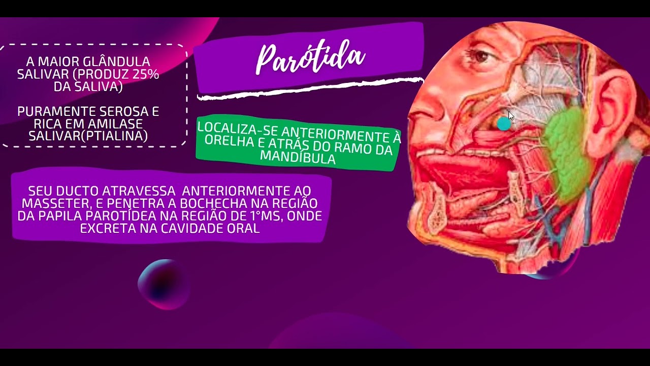 Tudo sobre as Glândulas Salivares