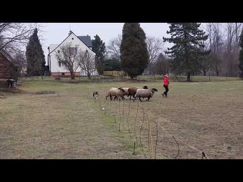 Herding Bane nad Stadem koni 02/2019