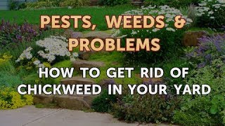 How to Get Rid of Chickweed in Your Yard