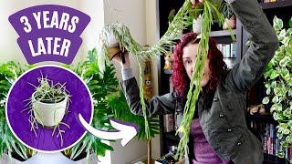 3 Year Hoya Growth Secrets Exposed! My Full Collection Then vs Now