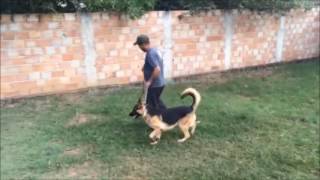 video guardog na mídia