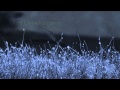 Paul McCartney - No More Lonely Nights [w/ lyrics]