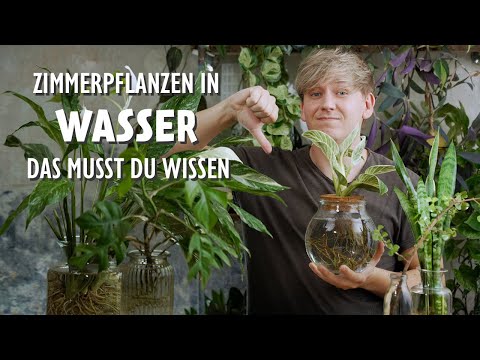 Zimmerpflanzen in Wasser halten: Darum rate ich dir von diesem Trend ab 😱