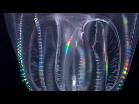 Weird Ocean Predators Feed On Plankton