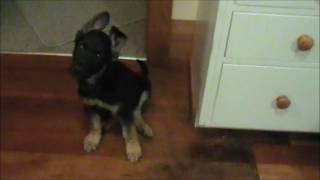 Ike - 8 weeks - day 1 - Eye contact and sit