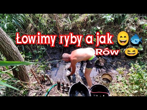 Łapanie ryb 🐟 rękoma w rowie, błocie. Rów będzie czysty, 😄 pogłębiony. Woda do podlewania roślin 🌊 😃