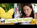 9 EASY Solutions For Fungus Gnats! | How To Get Rid of Fungus Gnats in Houseplants!