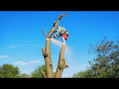 Extreme Logging Machines & Dangerous Chainsaw Work | Giant Timber Falls and Forestry Power
