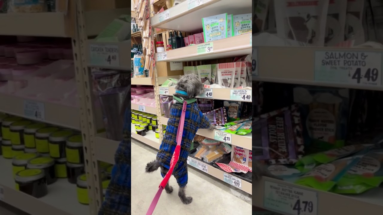 Enlarge Pine Cone, a ADOPTABLE mixed breed in New York, NY video 6/6