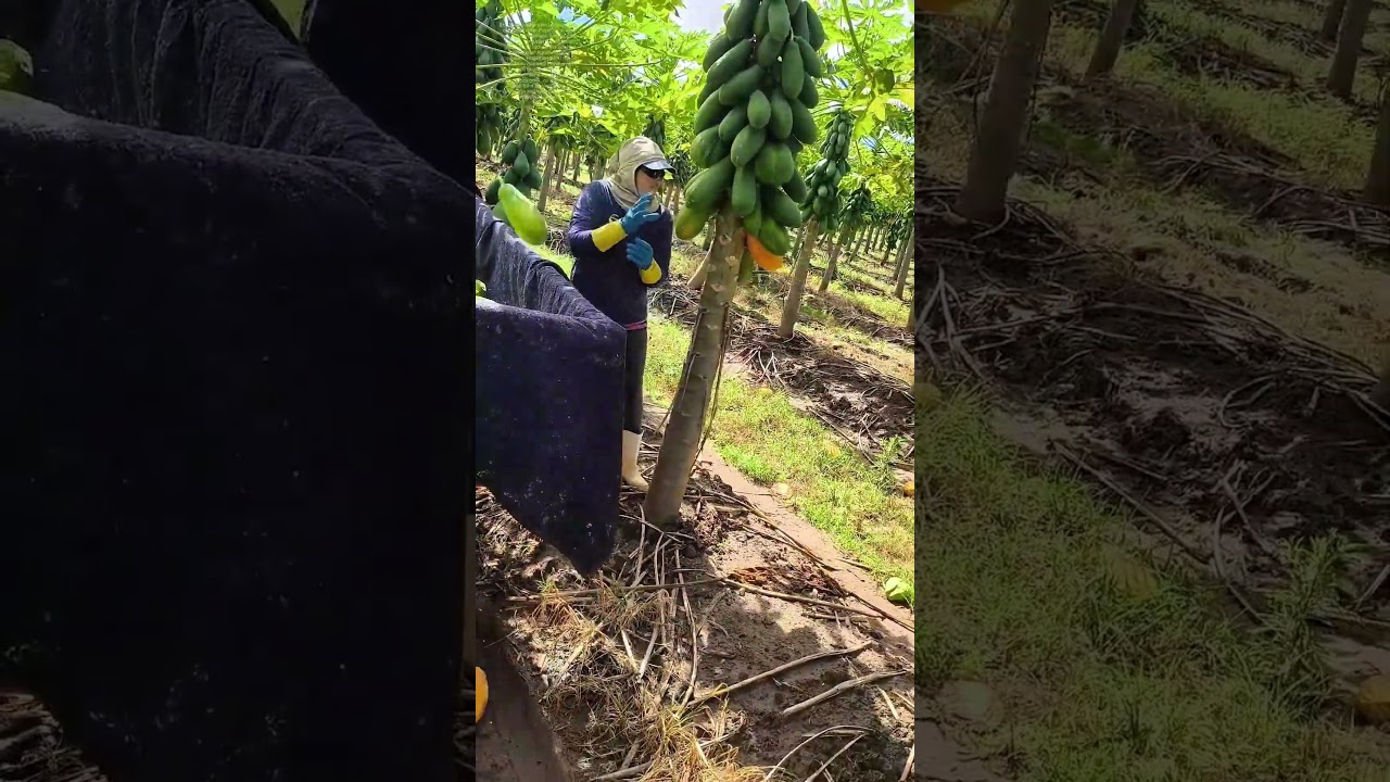 Papaya pflücken – Warum der richtige Schnitt mehr als nur Früchte rettet