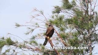 暗色型サシバ、普通のサシバ、チョウゲンボウ(動画あり)