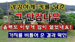 [텃밭농부 2,083]  과감하게 키를 낮춘 그 단감나무 올해도 이렇게! 염지 결과 소개. #단감재배