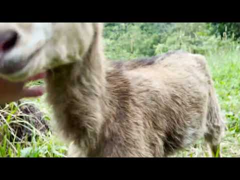 Little Mali is recovering ❤️