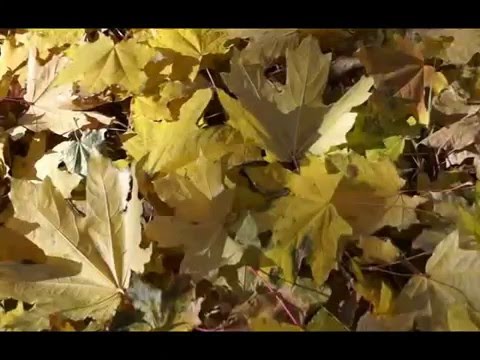 Песня а любовь цвета осень московскую. Песня а любовь цвета осень московскую. А любовь в осень московскую кемеровский. Песня а любовь цвета осень московскую. Медленно уходит осень текст.