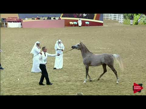 N 197 ASFOOR AL RAYYAN   21st Qatar National 2018   Yearling Colts Class 6A