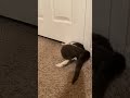 Incredible Cat Squeezes Through Tiny Space!