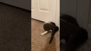 Incredible Cat Squeezes Through Tiny Space!