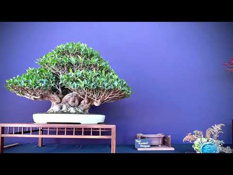 Pacific Bonsai Expo 2022: A Replay