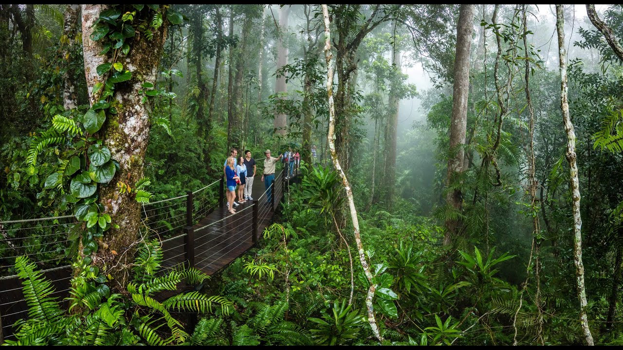 Discover the highlights of Skyrail Rainforest Cableway journey.