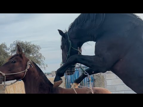 Caballo buscando yeguas en su harem.caballo enamorado yeguas.cortejo.yegua celo calor.Horse mating