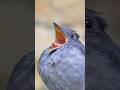 Viral Bird's Voice  🐦. #shorts #viralvideo #viralshorts #birds