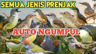 Download lagu Mp3 Pikat Semua Jenis Prenjak Yang Ada di Indonesia 2024❗ Suara prenjak ribut mp3 Download lagu Mp3 Pikat Semua Jenis Prenjak Yang Ada di Indonesia 2024❗ Suara prenjak ribut mp3