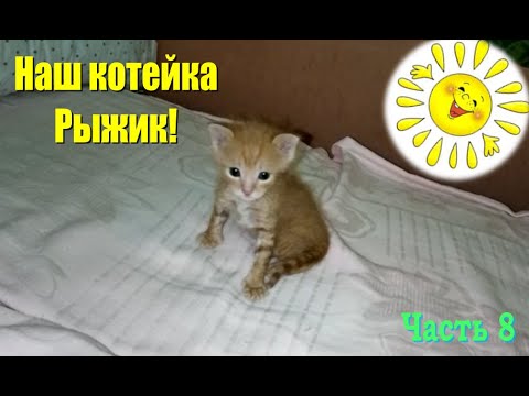 Наш котейка Рыжик! Часть 8 #Shorts