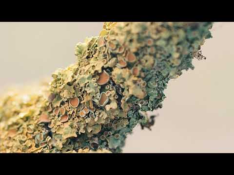 Studies of Nature - my first attempt at macro photography