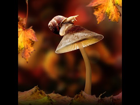 Makrofotografie, auch ohne Makroobjektiv zu tollen Makrofotos