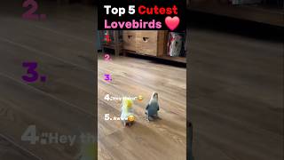 Download lagu Who thinks lovebirds are the best birds? Comment down below #birds #lovebirds mp3