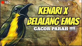 Download lagu 🔴MASTERAN SOGON KENARI MIX BELALANG EMAS!!🔥 SUARA FULL NEMBAK GACOR TERUS!! #sogongacor #sogon mp3