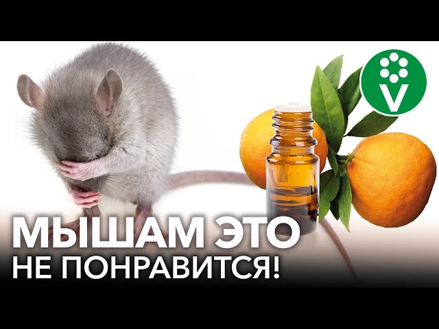 САМЫЙ ПРИЯТНЫЙ СПОСОБ БОРЬБЫ С МЫШАМИ! Как избавиться от мышей гуманными методами