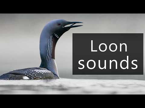 Potáplica stredná (Gavia arctica) – tajomné volania zo Švédska