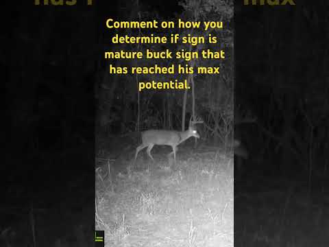 Mature whitetails discussion… kid hunting setup on Sketched out bucks. Thoughts #fyp #hunting
