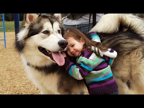 Alaskan Malamute Dog Playing And Showing Love To Babies 🥰❤️ Cute Priceless Moments