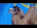 LITTLE EINSTEINS THE TREASURE BEHIND THE LITTLE RED DOOR CAMEL