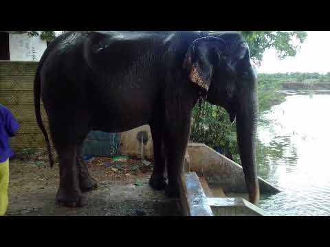 Thirumurugan elephant swimming
